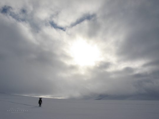 Lonesome wolf
